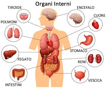 Diagramma che mostra gli organi colpiti dall'amianto.