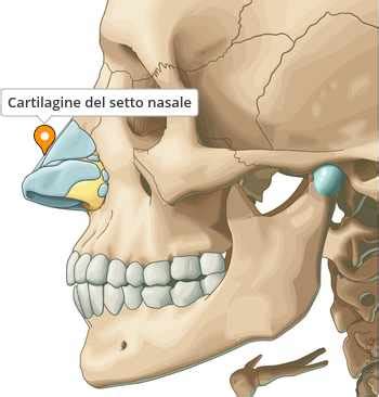 Diagramma del setto nasale umano con indicazione della deviazione