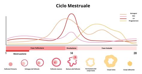 Grafico che illustra la durata e le fasi delle diverse indennità antitubercolari.