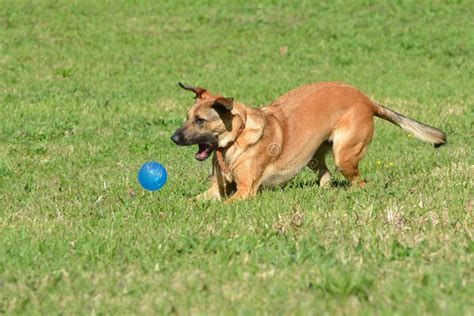 cane che gioca in un parco
