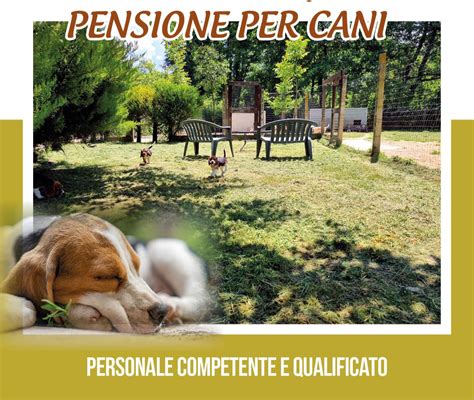 struttura di pensione per cani con ampi spazi verdi