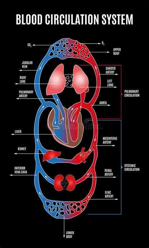 Diagramma del sistema cardiovascolare