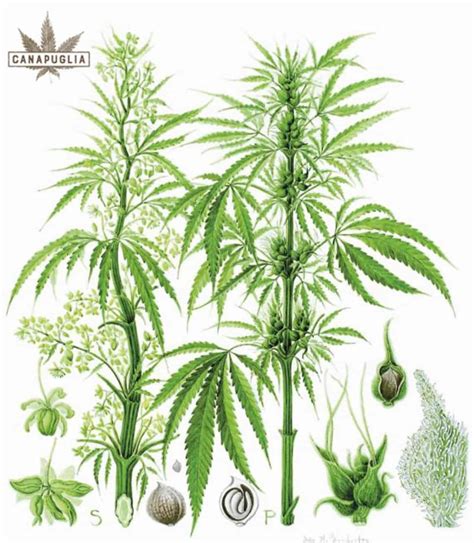 Pianta di Cannabis Sativa