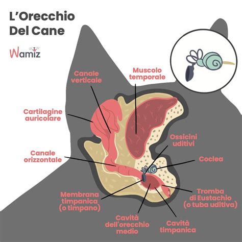 Diagramma dell'orecchio interno del gatto con l'apparato vestibolare evidenziato