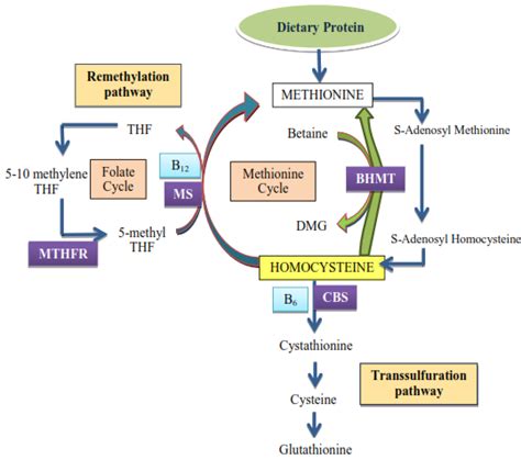 Diagramma che illustra il ciclo dell'omocisteina e il ruolo dell'enzima MTHFR