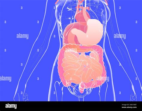 Illustrazione anatomica del sistema digestivo umano