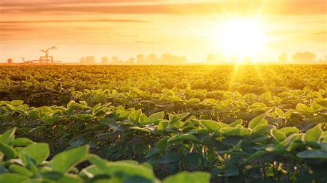 campo coltivato con persone al lavoro
