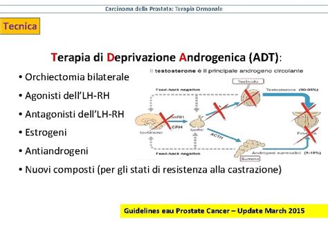 diagramma che illustra il meccanismo della terapia di deprivazione androgenica