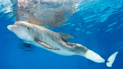 delfino con protesi alla coda