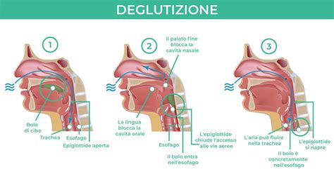Diagramma del processo di deglutizione