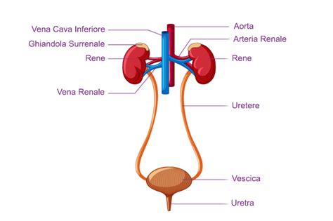 Diagramma anatomico della prostata e delle vie urinarie maschili