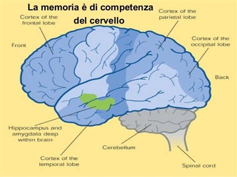 Illustrazione stilizzata di un cervello con aree evidenziate per la memoria