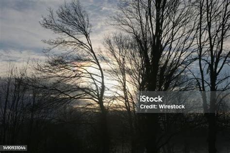 Paesaggio autunnale con alberi spogli e nebbia