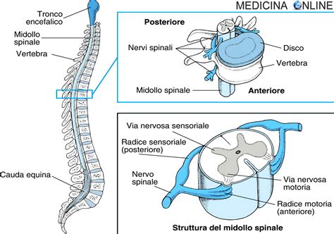 Diagramma che mostra la connessione tra midollo spinale, radici nervose e muscoli delle gambe.