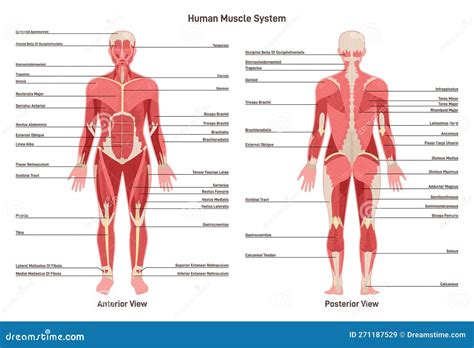 schema del corpo umano con aree emotive