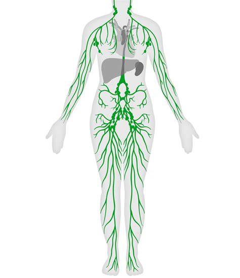 Diagramma del sistema linfatico umano