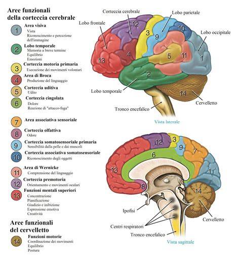 Diagramma del cervello con evidenziate aree colpite dalla demenza