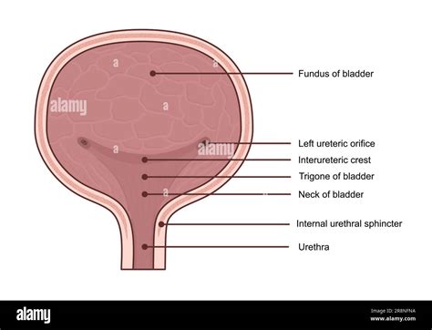Schema anatomico della vescica urinaria