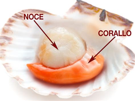Parti commestibili di una capasanta: noce e corallo