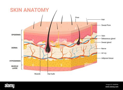 Illustrazione anatomica della pelle con diversi strati evidenziati