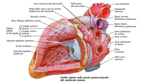 Schema del ventricolo sinistro con forma a takotsubo