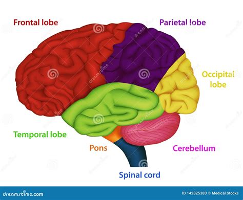 Illustrazione schematica del cervello umano con evidenziate le aree coinvolte nell'elaborazione linguistica e nelle funzioni esecutive.
