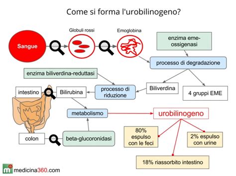 Diagramma del ciclo dell'emoglobina e formazione dell'urobilina