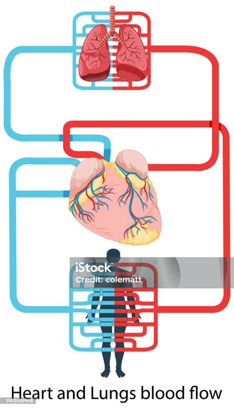 Diagramma che illustra il flusso sanguigno attraverso il rene e la filtrazione