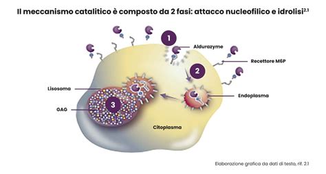 Schema del meccanismo d'azione dell'omeprazolo
