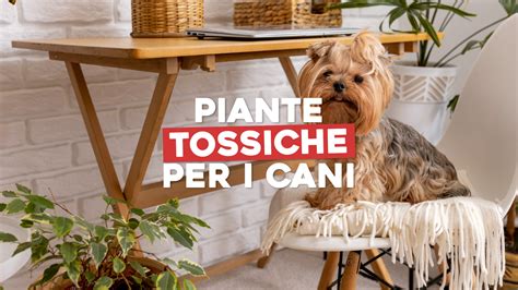 Elenco illustrato di piante tossiche per cani