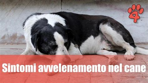 Infografica sui sintomi comuni di avvelenamento nei cani