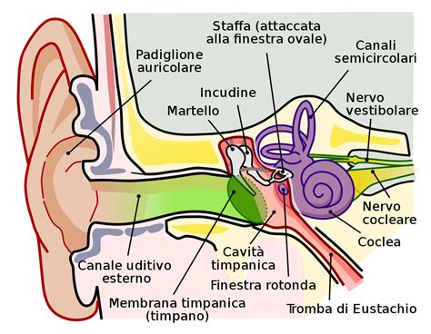 Anatomia dell'orecchio, del naso e della gola