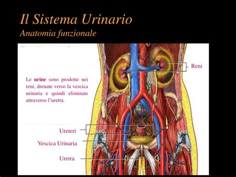 Schema anatomico dell'apparato urinario con evidenziate vescica e uretra