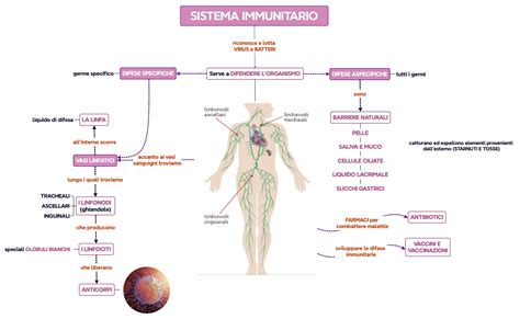 Schema del sistema immunitario che attacca i propri tessuti