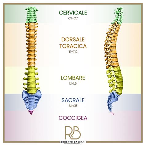 Diagramma che illustra la colonna vertebrale e i nervi