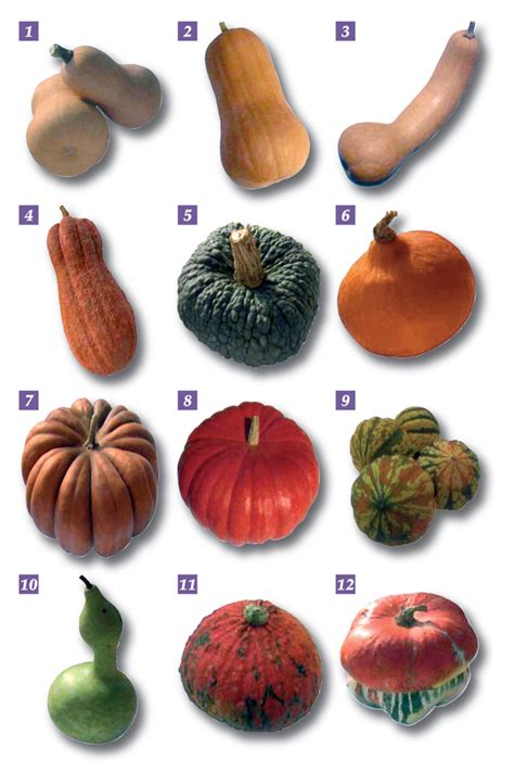 Diverse varietà di zucca