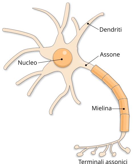 Diagramma che illustra la struttura di un neurone e il ruolo delle spine dendritiche