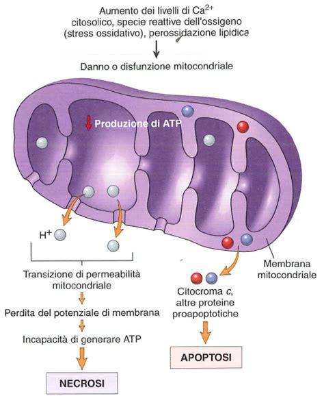 Illustrazione della disfunzione mitocondriale e della perdita sinaptica nel contesto della malattia di Alzheimer