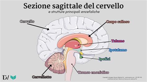 Schema del cervello con neuroni e acetilcolina