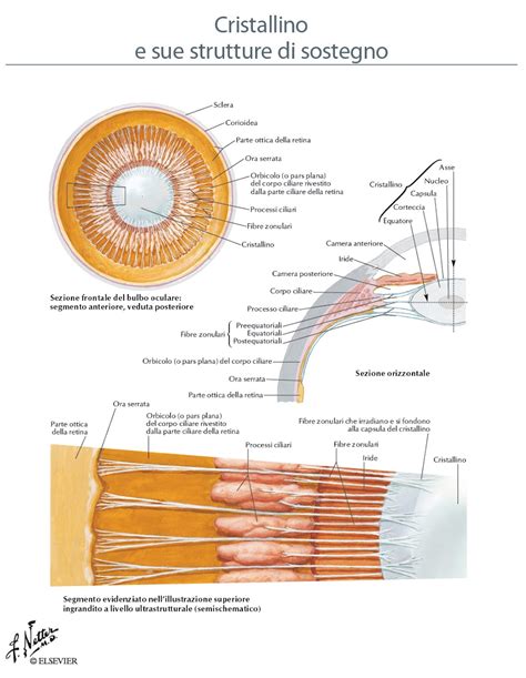 Diagramma dell'occhio umano che mostra il cristallino e i muscoli ciliari