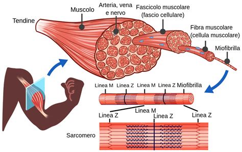 Diagramma del sistema muscolo-scheletrico umano