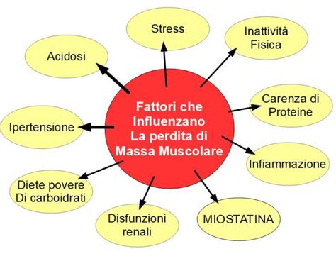 Grafico che illustra la perdita di massa muscolare legata all'età