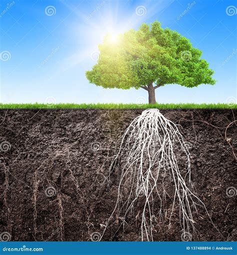 Illustrazione di un albero con radici profonde