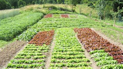 Orto coltivato con metodo bio-intensivo