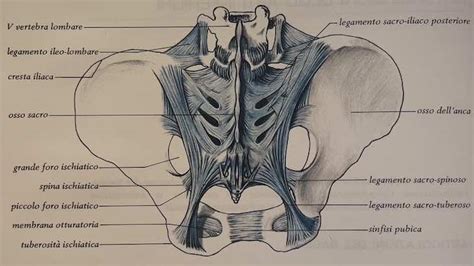 Schema anatomico del bacino umano