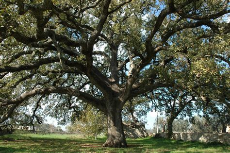 parco storico con alberi secolari