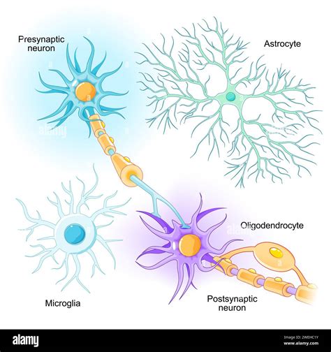 Illustrazione microscopica della microglia nel sistema nervoso centrale