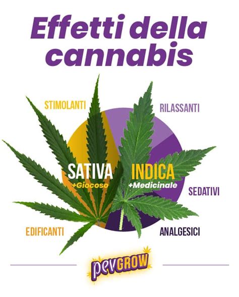Infografica che illustra i componenti attivi della cannabis e i loro effetti