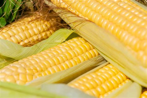 Pannocchie di mais fresche