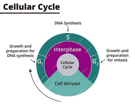 Diagramma del ciclo di vita di una cellula con enfasi sull'invecchiamento e l'apoptosi